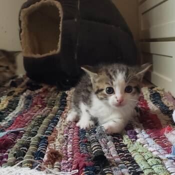 Juniper -  Domestic Short Hair Cat Available for Adoption in Mondovi, Wisconsin - Juniper | PetCurious