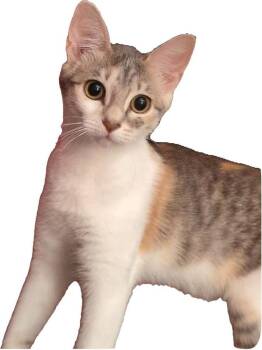 Viola -  Domestic Short Hair Cat for Adoption in Warner Robins, Georgia - Viola | PetCurious