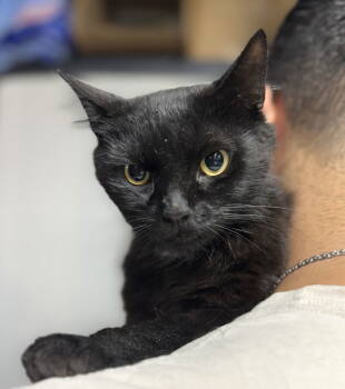 Rescue Domestic Short Hair Cats for Adoption - Wookie | PetCurious