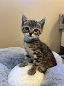 Bam Bam -  Domestic Short Hair Cat Available for Adoption in Salinas, California - Bam Bam | PetCurious