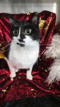 Precious -  Domestic Short Hair Cat for Adoption in Conway, South Carolina - Precious | PetCurious