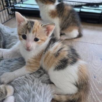 Calico and Tabby Cats Available for Adoption - Rosaura | PetCurious