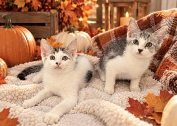 Snowy & Silky - bonded siblings -  American Shorthair Cat for Adoption in Homestead, Florida - Snowy & Silky - Bonded Siblings | PetCurious