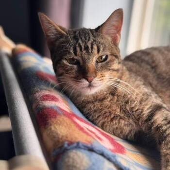 Rescue Domestic Short Hair Cats for Adoption in Washougal, Washington - Yzma | PetCurious