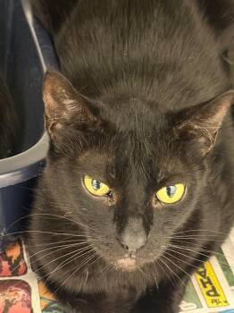 Domestic Short Hair Cats Available for Adoption in Belton, Texas - Felix* | PetCurious