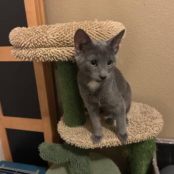 Lucy -  Domestic Short Hair Cat for Adoption in Rochester, Washington - Lucy | PetCurious