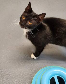 Rescue Domestic Short Hair Cats for Adoption in Hilton Head Island, South Carolina - Motorcycle | PetCurious