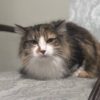 Lilly Grace -  Domestic Long Hair Cat for Adoption in Helena, Alabama - Lilly Grace | PetCurious
