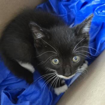 Lincoln -  Domestic Short Hair Cat for Adoption in Newark, New Jersey - Lincoln | PetCurious
