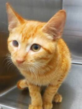 Piquant -  Domestic Short Hair Cat for Adoption in Lafayette, Louisiana - Piquant | PetCurious