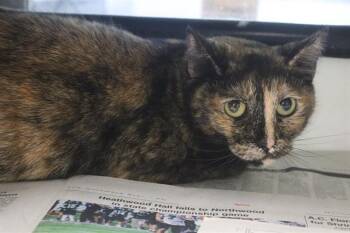 TAY TAY -  Domestic Short Hair Cat for Adoption in Columbia, South Carolina - TAY TAY | PetCurious