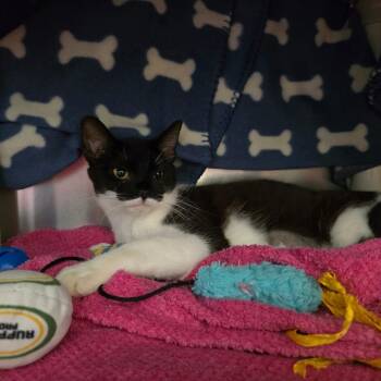 Domestic Short Hair Cats Available for Adoption in Fort Bragg, California - Kittee | PetCurious