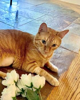 Domestic Short Hair Cats Available for Adoption in Frisco, Texas - Denver | PetCurious
