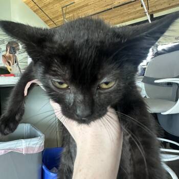 Pink Lady -  Domestic Long Hair Cat for Adoption in Leander, Texas - Pink Lady | PetCurious