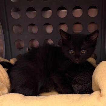 Brie -  Domestic Short Hair Cat for Adoption in Keizer, Oregon - Brie | PetCurious