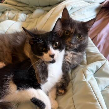 Benedict -  Domestic Short Hair Cat for Adoption in Riverside, California - Benedict | PetCurious