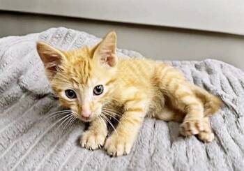 SPICY -  Domestic Short Hair Cat for Adoption in Brentwood, Missouri - SPICY | PetCurious