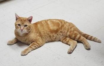 Vern -  Domestic Short Hair Cat for Adoption in Fairfield, Iowa - Vern | PetCurious