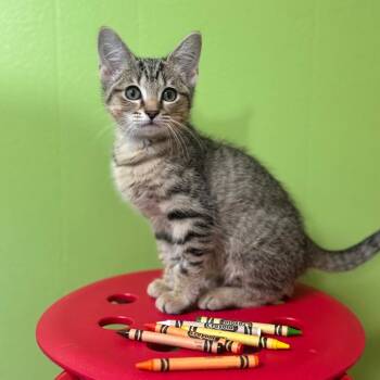 Field Trip -  Domestic Short Hair Cat for Adoption in Brownsboro, Alabama - Field Trip | PetCurious