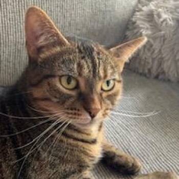 Rescue Tiger Cats for Adoption in Southern Pines, North Carolina - Stella - COURTESY POST | PetCurious