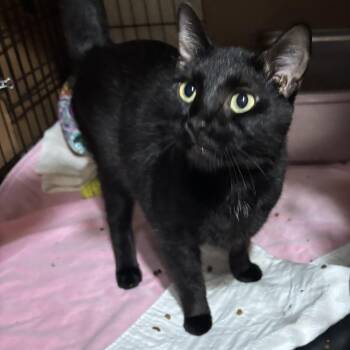 Kenna -  Domestic Short Hair Cat for Adoption in Ben Avon, Pennsylvania - Kenna | PetCurious