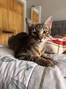 Pirate -  American Shorthair Cat for Adoption in New Bedford, Massachusetts - Pirate | PetCurious