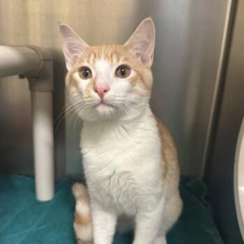 Domestic Short Hair Cats Available for Adoption in Walnut Creek, California - Ragnar | PetCurious
