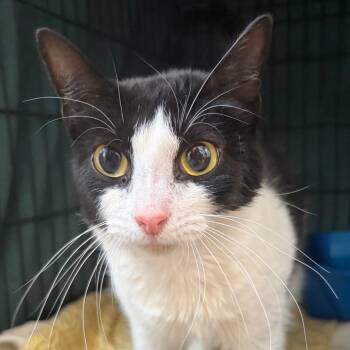 Domestic Short Hair Cats Available for Adoption in Cumming, Georgia - Posy | PetCurious