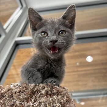 Nokia -  Domestic Long Hair Cat for Adoption in Leander, Texas - Nokia | PetCurious