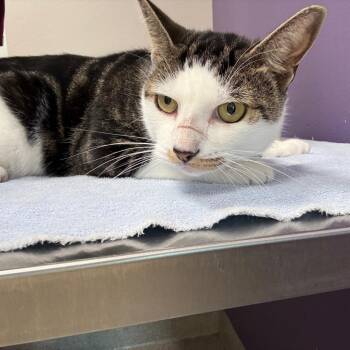 Maxwell -  Domestic Short Hair Cat for Adoption in Englewood, Florida - Maxwell | PetCurious