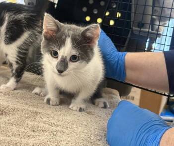 Data -  Domestic Short Hair Cat for Adoption in Santa Rosa, California - Data | PetCurious