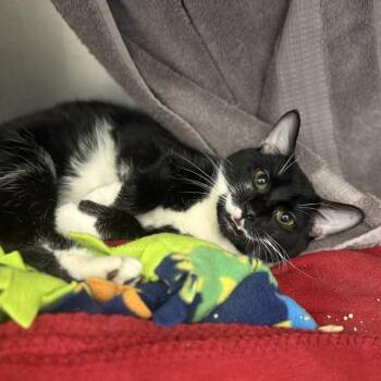 Domestic Short Hair Cats Available for Adoption in Pittsburgh, Pennsylvania - Everglade | PetCurious