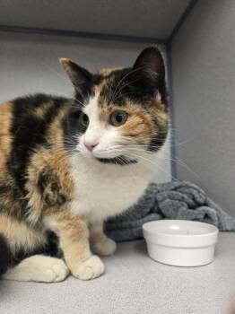 Domestic Short Hair Cats Available for Adoption - Dolly | PetCurious