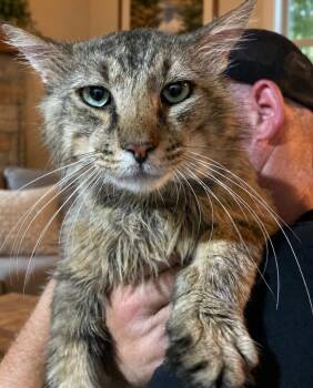 Mr  Muffin -  Domestic Medium Hair Cat for Adoption in Dalton, Georgia - Mr  Muffin | PetCurious