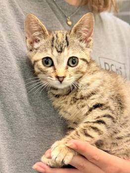 Chapstick -  Domestic Short Hair Cat for Adoption in Menomonie, Wisconsin - Chapstick | PetCurious