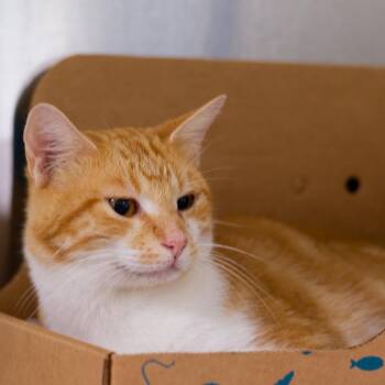 Sherbert -  Domestic Short Hair Cat for Adoption in Hot Springs, Arkansas - Sherbert | PetCurious