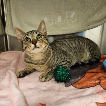 Domestic Short Hair Cats Available for Adoption - Shamrock | PetCurious