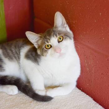 Domestic Medium Hair Cats Available for Adoption in Kailua-kona, Hawaii - Gene | PetCurious