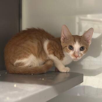 WV2398 Jack B Quick -  Domestic Short Hair Cat for Adoption in Port Washington, New York - WV2398 Jack B Quick | PetCurious