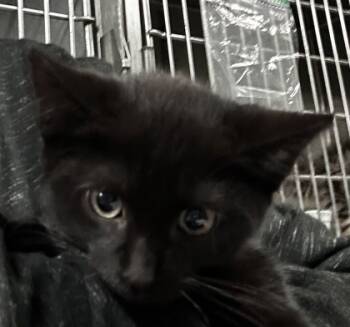 Rescue Domestic Short Hair Cats for Adoption in Spartanburg, South Carolina - Apple | PetCurious