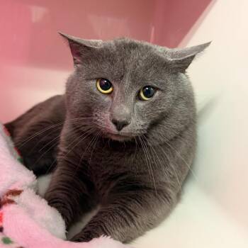 Domestic Short Hair Cats Available for Adoption - Mr. Handsome Pants | PetCurious