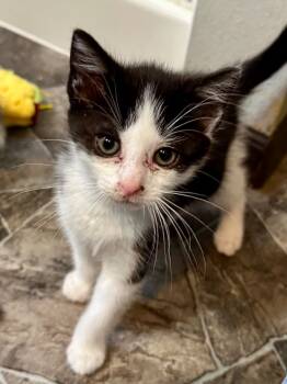 Rescue Domestic Short Hair Cats for Adoption in Cloquet, Minnesota - Buffalo Wing | PetCurious