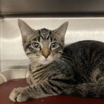 Rescue Domestic Short Hair Cats for Adoption in Wheaton, Illinois - Kiddieland | PetCurious