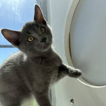 Bugs Bunny -  Domestic Short Hair Cat for Adoption in Beaumont, Texas - Bugs Bunny | PetCurious