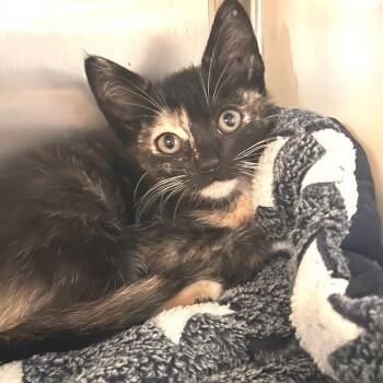 Joan Crawford -  Domestic Short Hair Cat for Adoption in Los Angeles, California - Joan Crawford | PetCurious