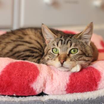 Rescue Domestic Short Hair Cats for Adoption in Los Angeles, California - Nolan | PetCurious
