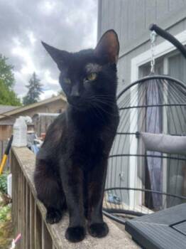 Walter -  Domestic Short Hair Cat for Adoption in Bellevue, Washington - Walter | PetCurious