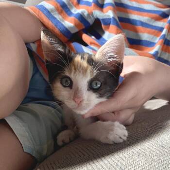 Entire Bowl 21 -  Domestic Short Hair Cat for Adoption in Austin, Texas - Entire Bowl 21 | PetCurious