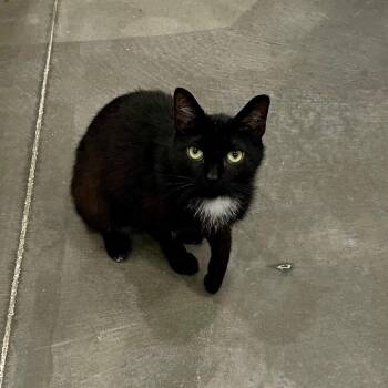 Cinderella -  Domestic Medium Hair and Manx Cat for Adoption in Fairmont, West Virginia - Cinderella | PetCurious