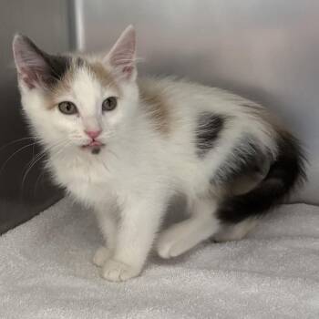 Miley Cyrus -  Domestic Short Hair Cat for Adoption in Council Bluffs, Iowa - Miley Cyrus | PetCurious